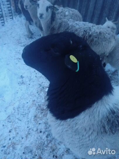 Ярки дорпера