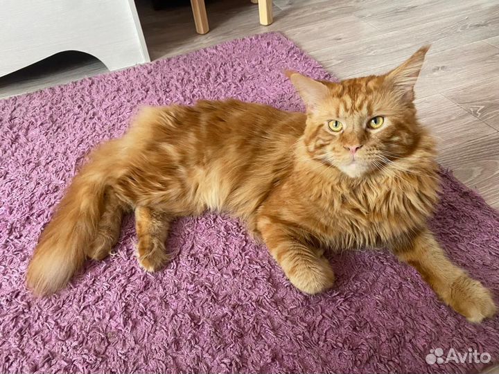 Кот мейн-кун вязка