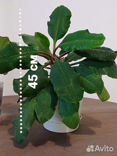 Эуфорбия (мадагаскарская жемчужина /молочай )