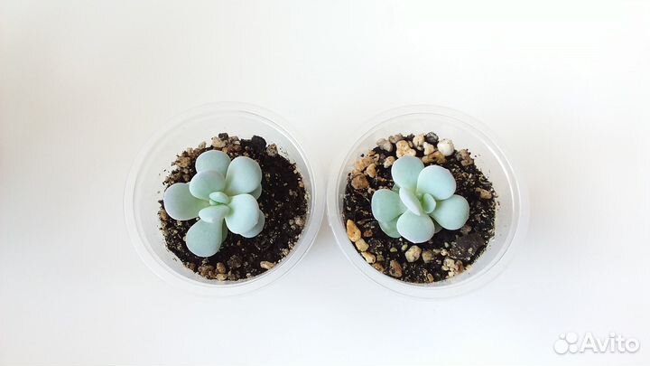 Эхеверии и другие суккуленты