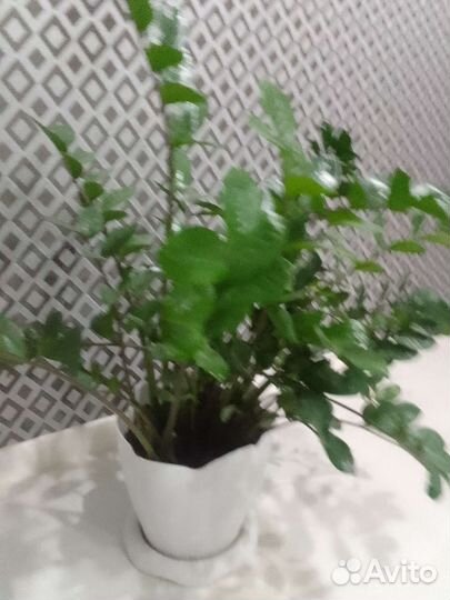 Долларовое дерево.Замиокулькас. деленки