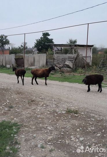 Овцы Арашаны