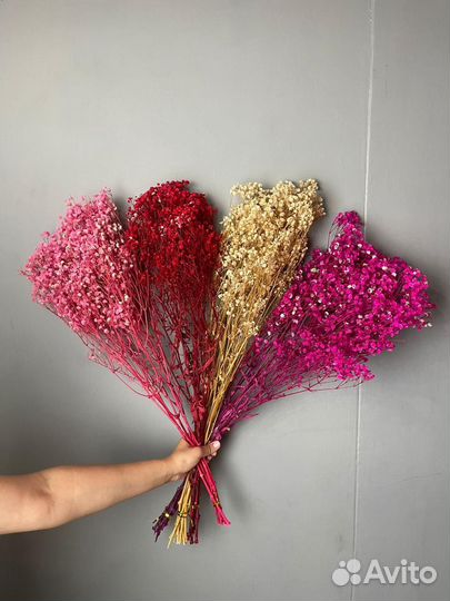 Гипсофила стабилизированная