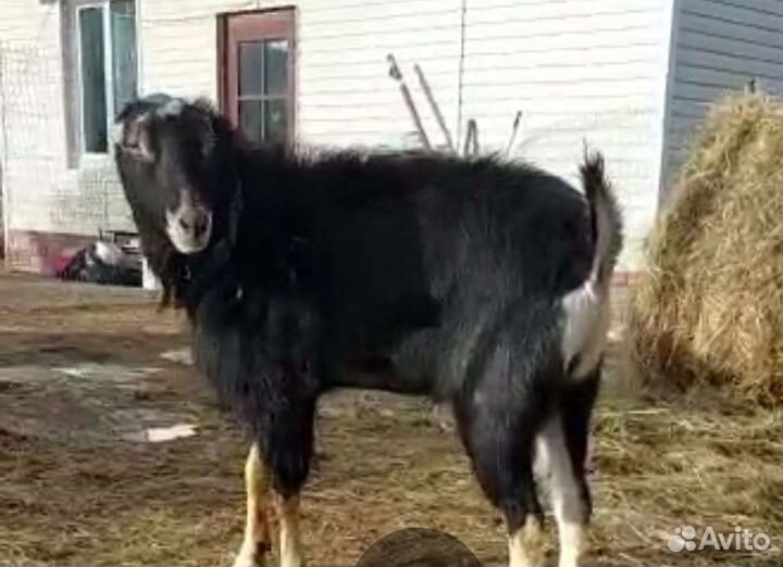 Коза козлята