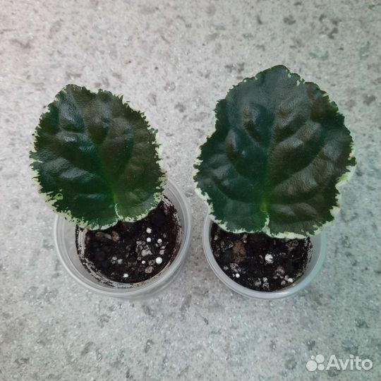 Укоренённые листочки