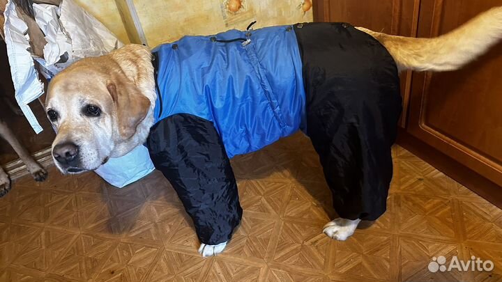 Комбинезон для собаки