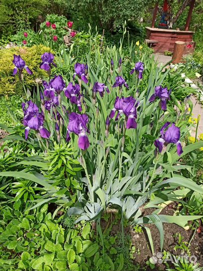 Ирисы бородатые
