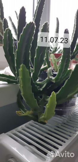 Стапелия Grandiflora