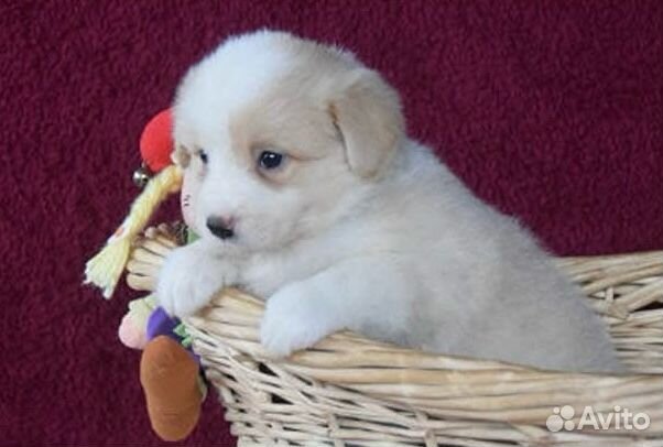 Рыжие бордер колли