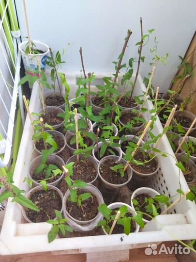 Калистегия