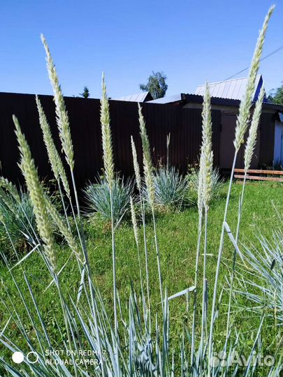 Декоративный злак(овсец)большой куст