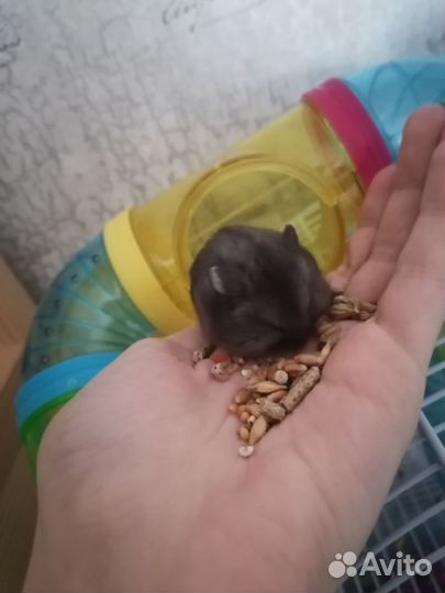 Джунгарский хомяк