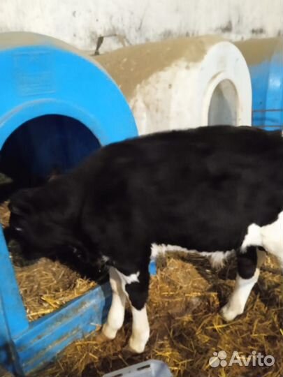 Телята бычки