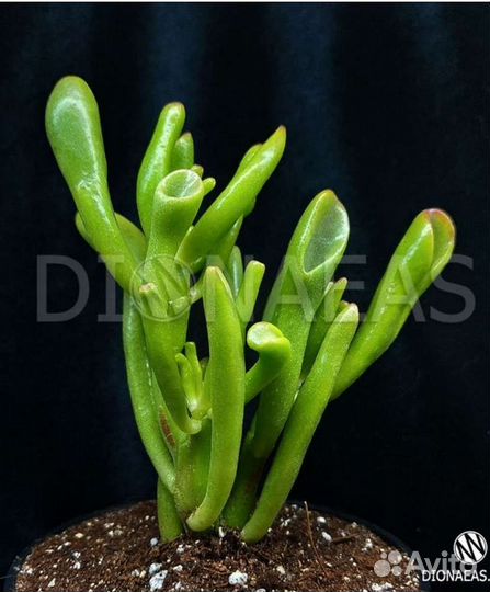 Крассула хоббит