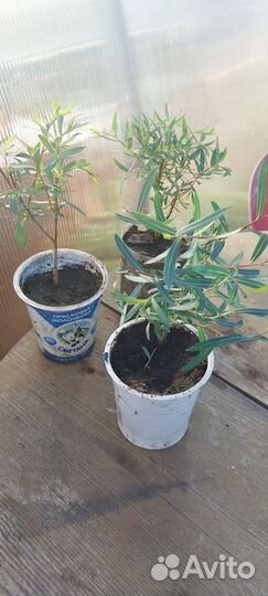 Ива шаровидная