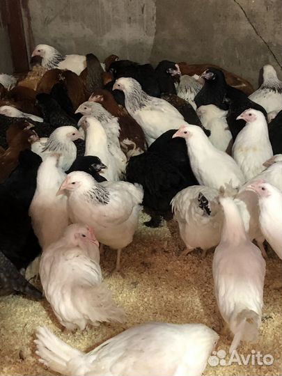 Куры молодки несушки