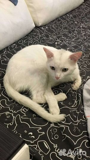 Кошка в дар