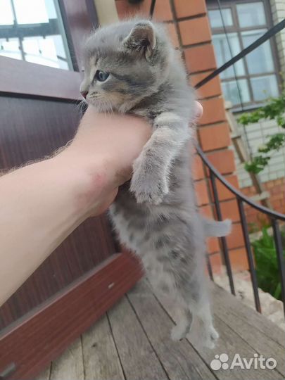 Котики бесплатно в добрые руки