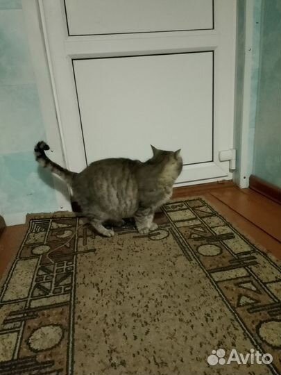 Кошка в добрые руки