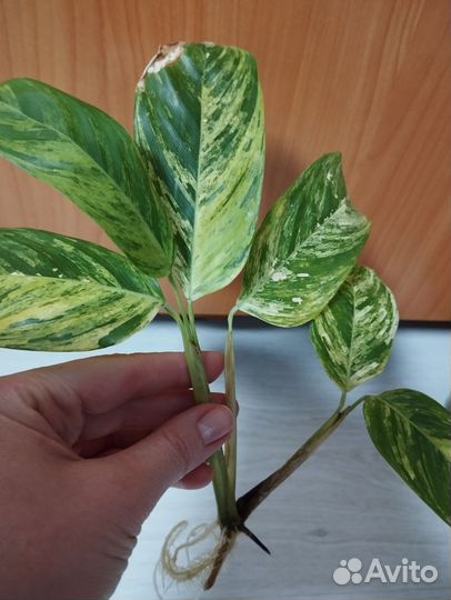 Строманта лубберса морейн