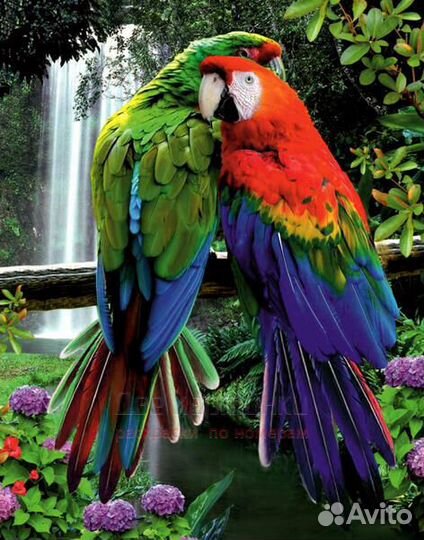 Картина по номерам 40x50 Два попугая Ара на ветке