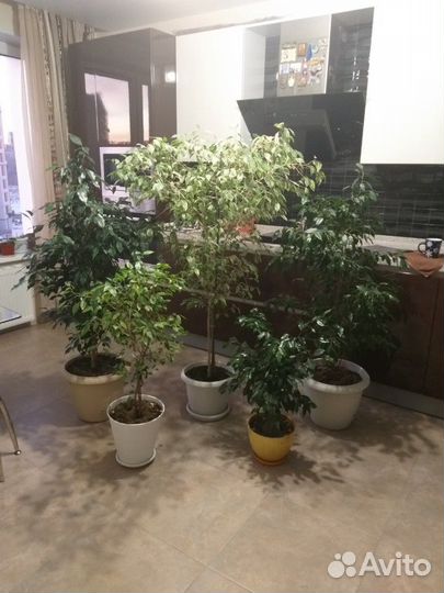 Бенджамина фикусы Большемеры