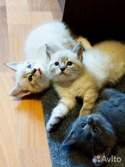 Милые умные котята