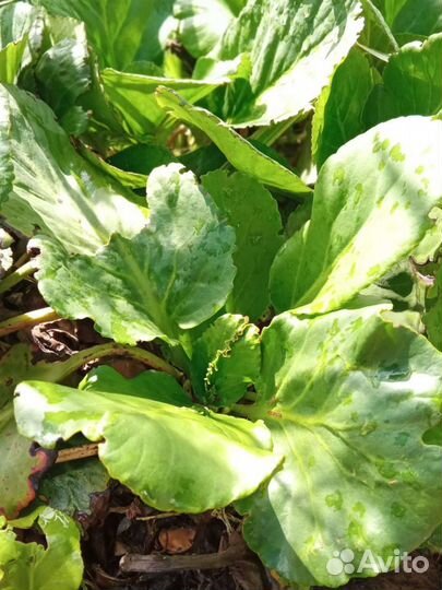 Хоста, бадан, девичий виноград