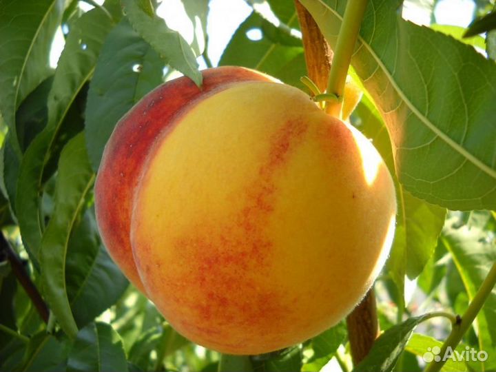 Саженцы персика Крымская осень