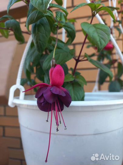 Фуксия в кашпо