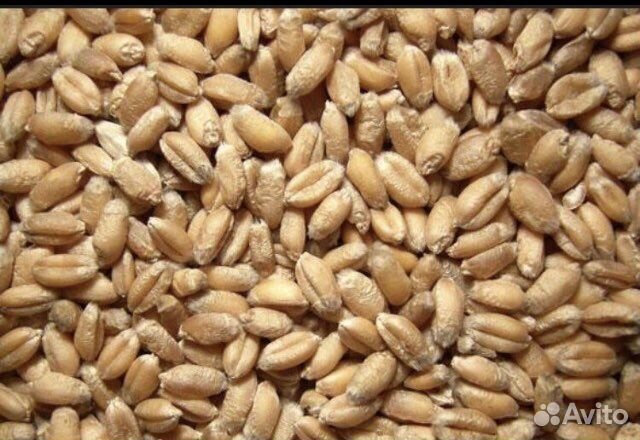 Зерно пшеница ячмень