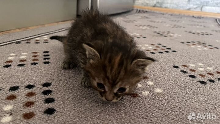 Котята