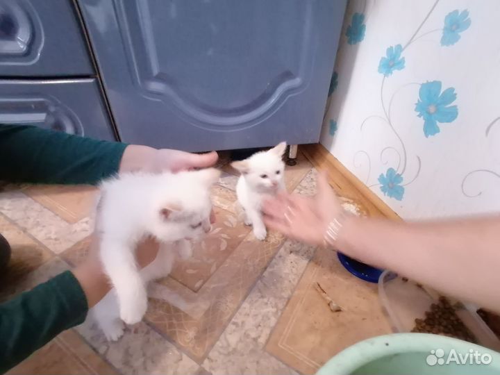 Коты в добрые руки