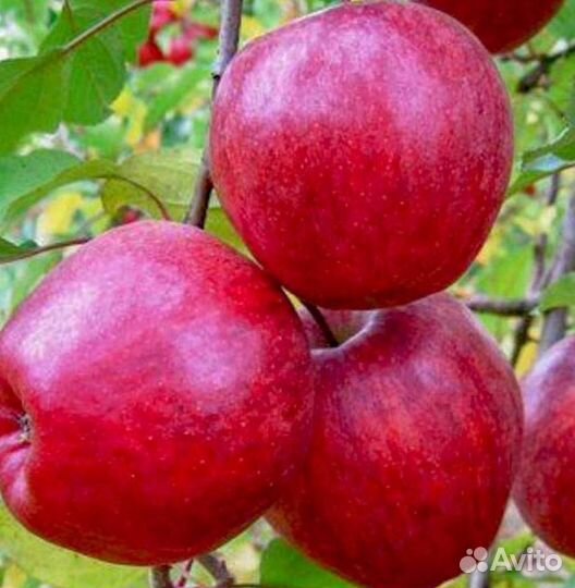 Саженцы яблони Моди