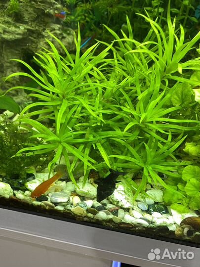 Роголистник и ряска большая банка