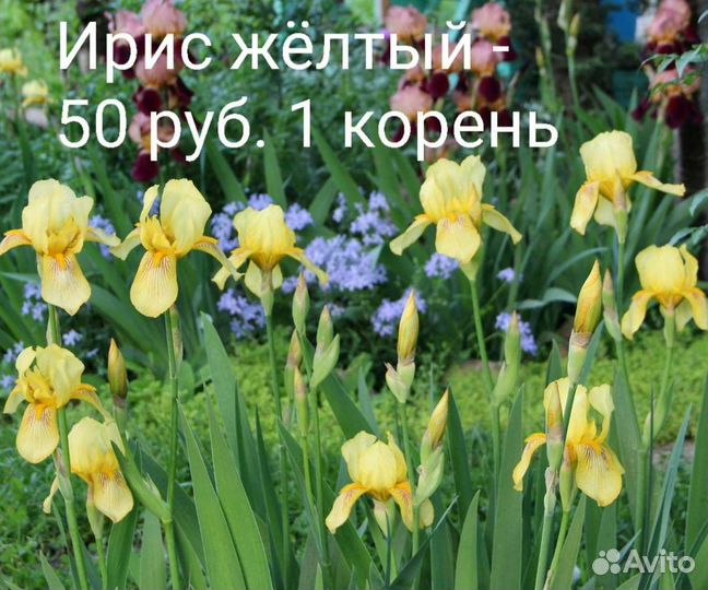 Ирисы бородатые