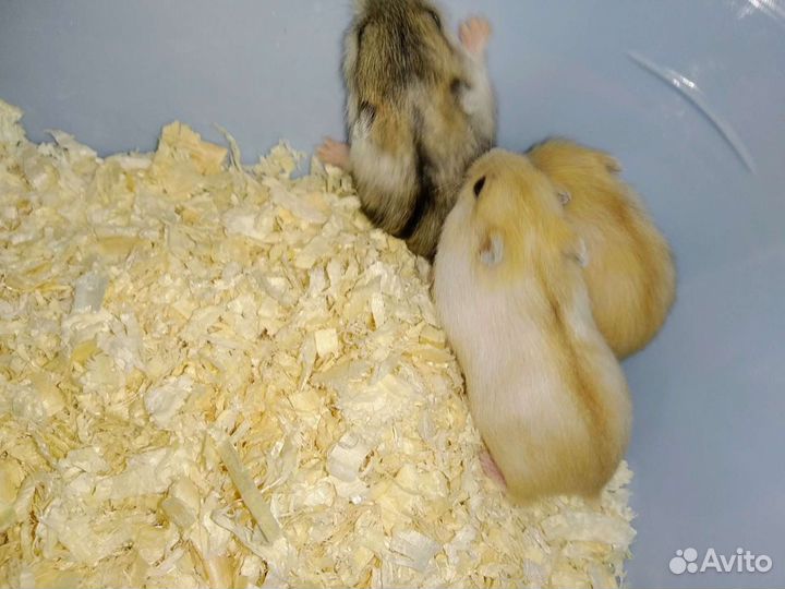 Малыши джунгариков из питомника