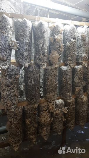 Грибные блоки вешенки