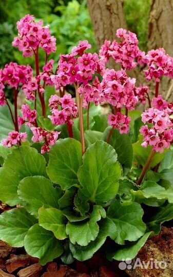 Анютины глазки, цветут с мая по август