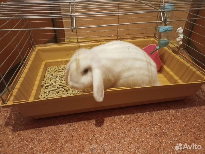 Клетка с кроликом