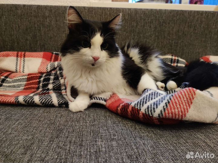 Фунтик ищет дом