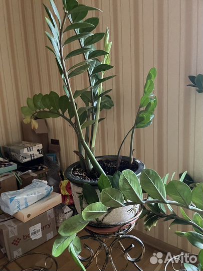 Замиокулькас