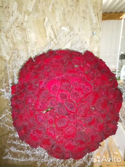 25, 33, 51, 101роза Цветы Ставрополь