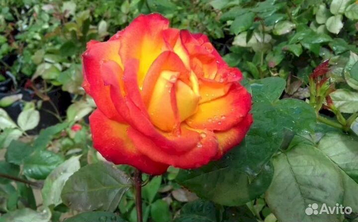 Саженцы роз Золотая Магия