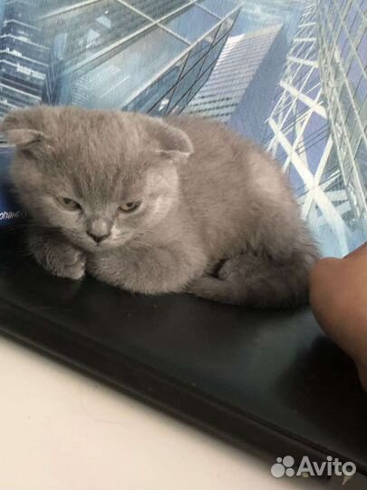 Шотландские котята