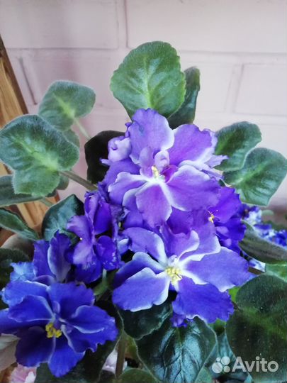 Фиалки взрослые сортовые