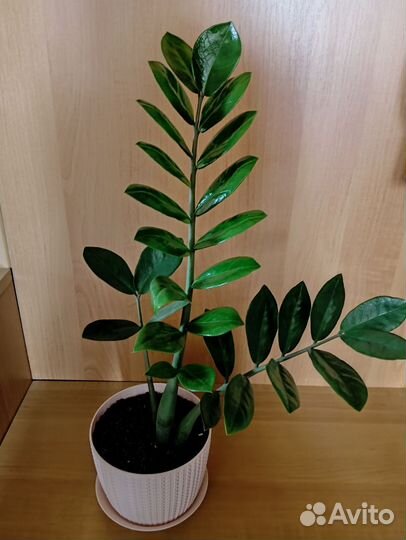 Замиокулькас