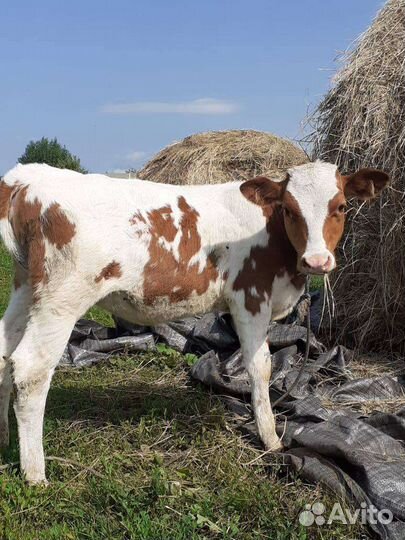 Телка на племя