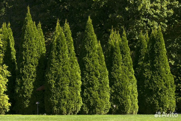 Туя западная 1-1,2 м