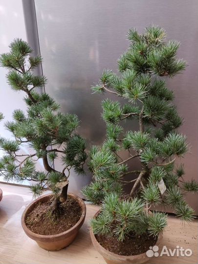 Бонсай сосна+удобрение в подарок
